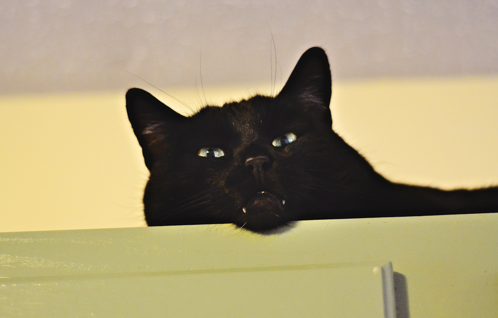 Salem on the cabinets