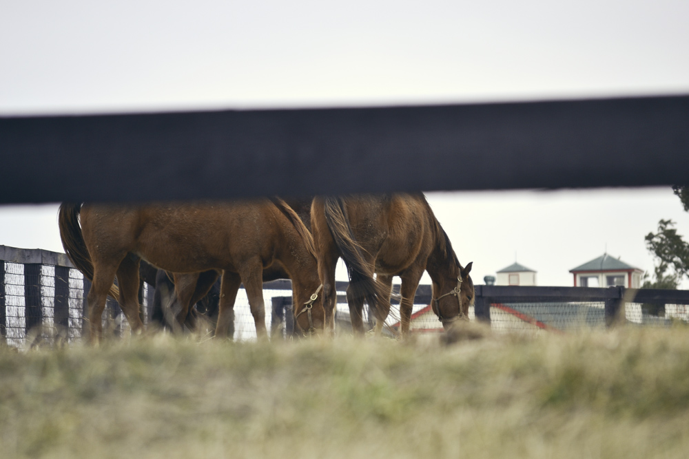 Brown horses