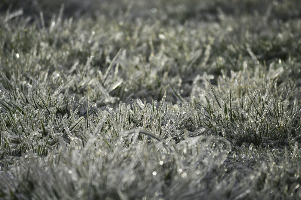 Frozen grass