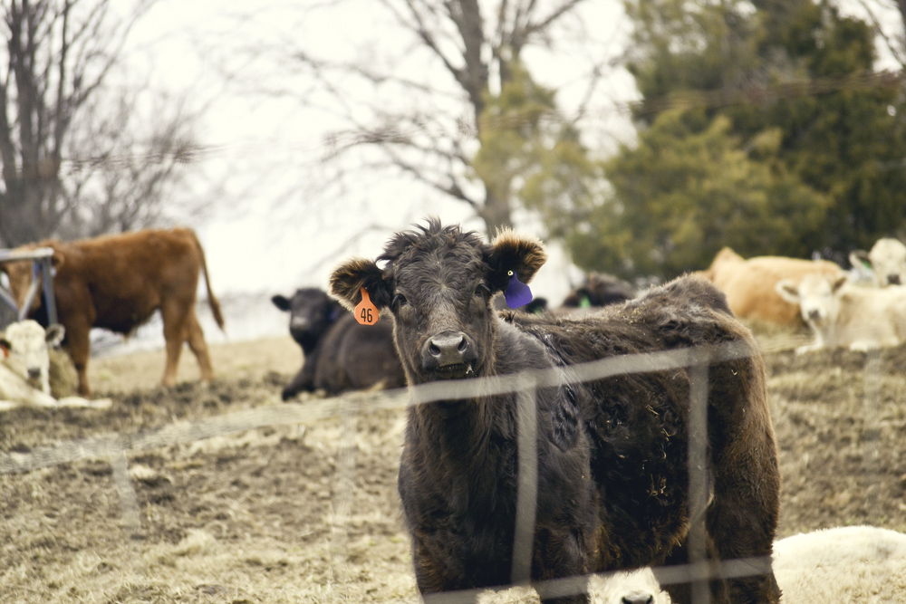 Sweet cow face