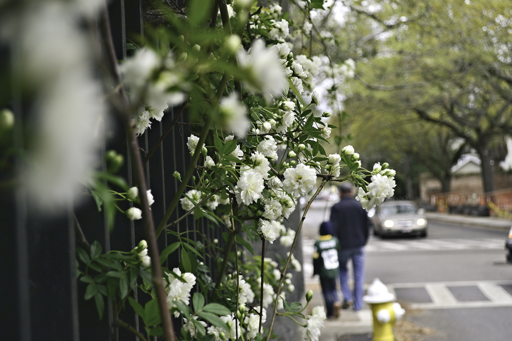 A walk through Charleston