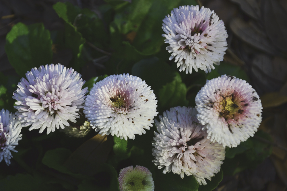 Pink and white pompoms