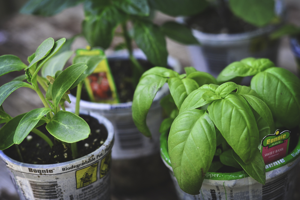 basil and peppers