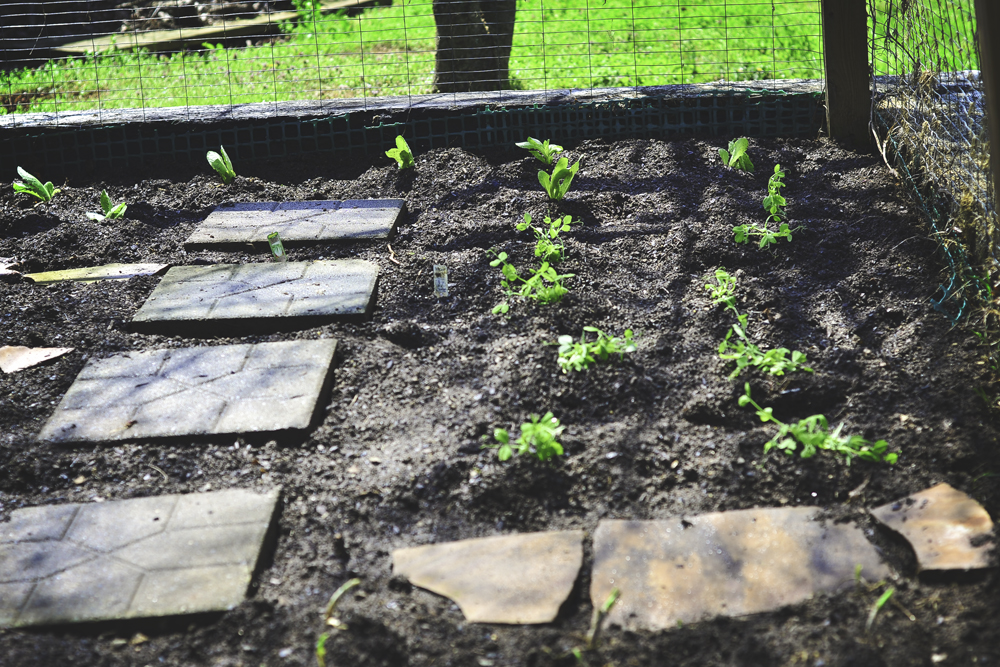 planted garden