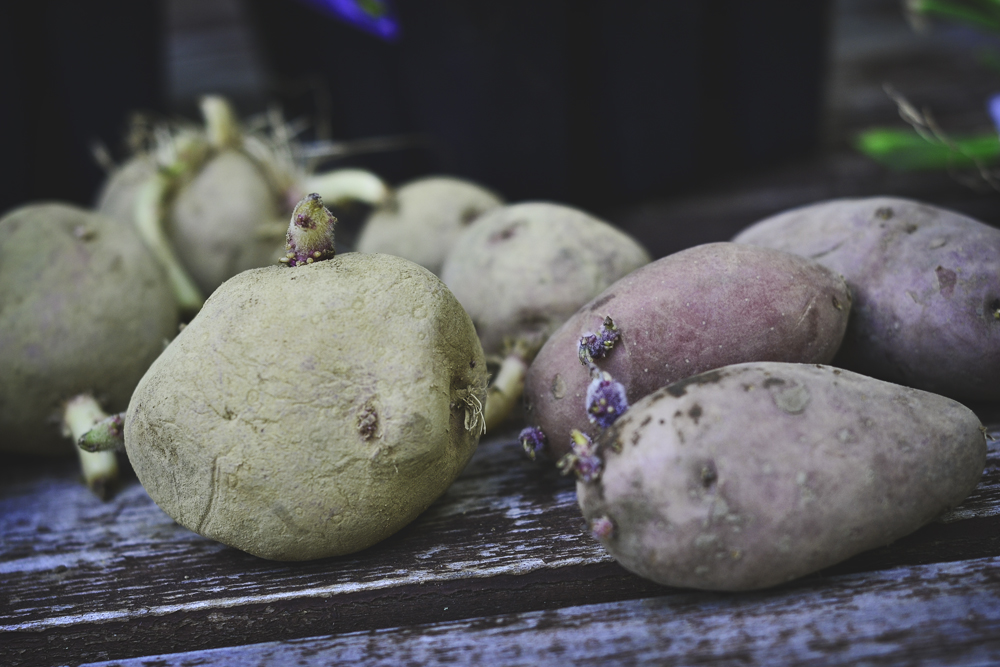 russet and fingerling potatoes