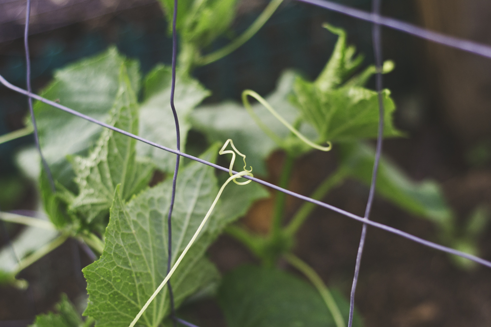 cucumber grab