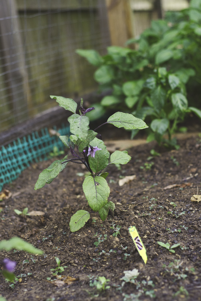 japanese eggplant