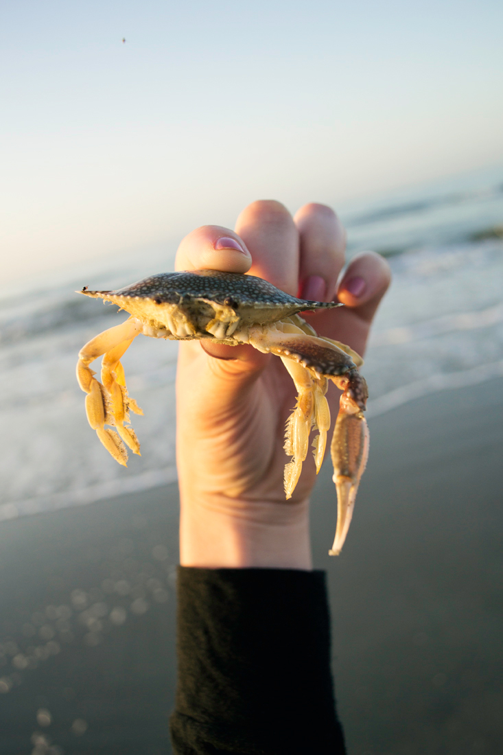 Dead crabs