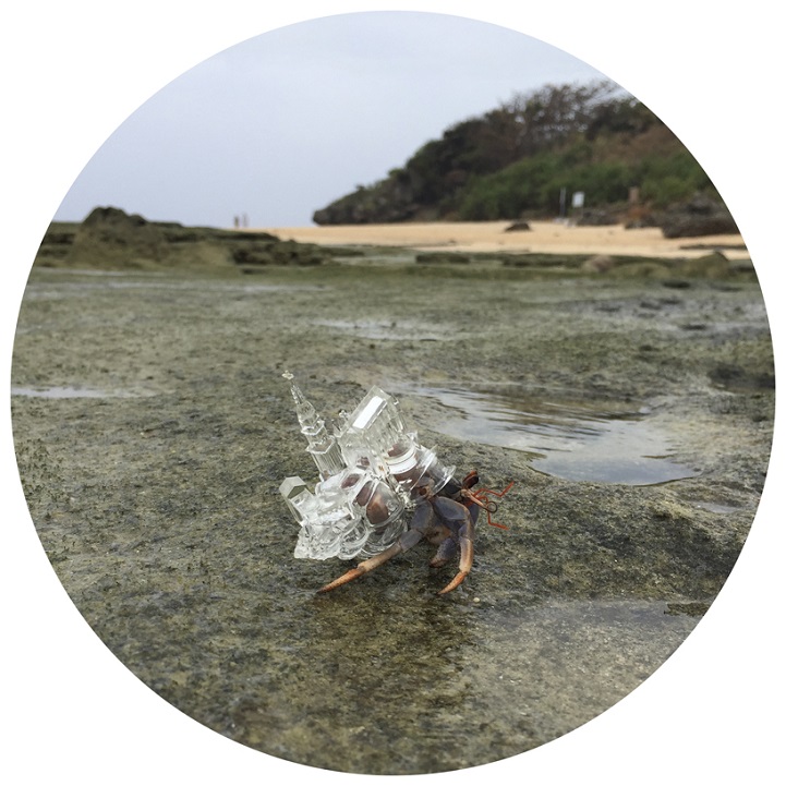 Crystal Hermit Crab