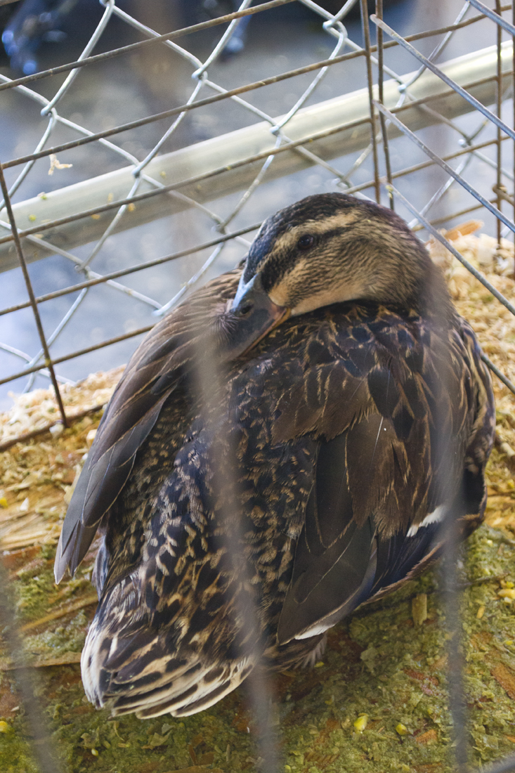 Duck in a cage