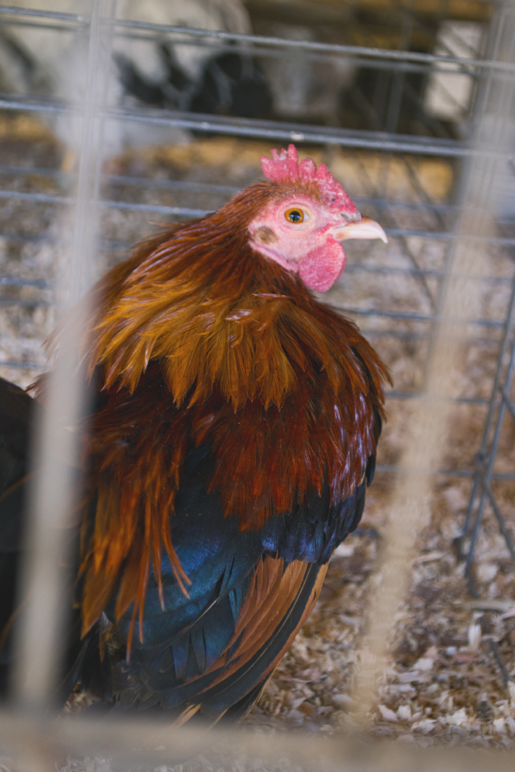 Rooster in a cage