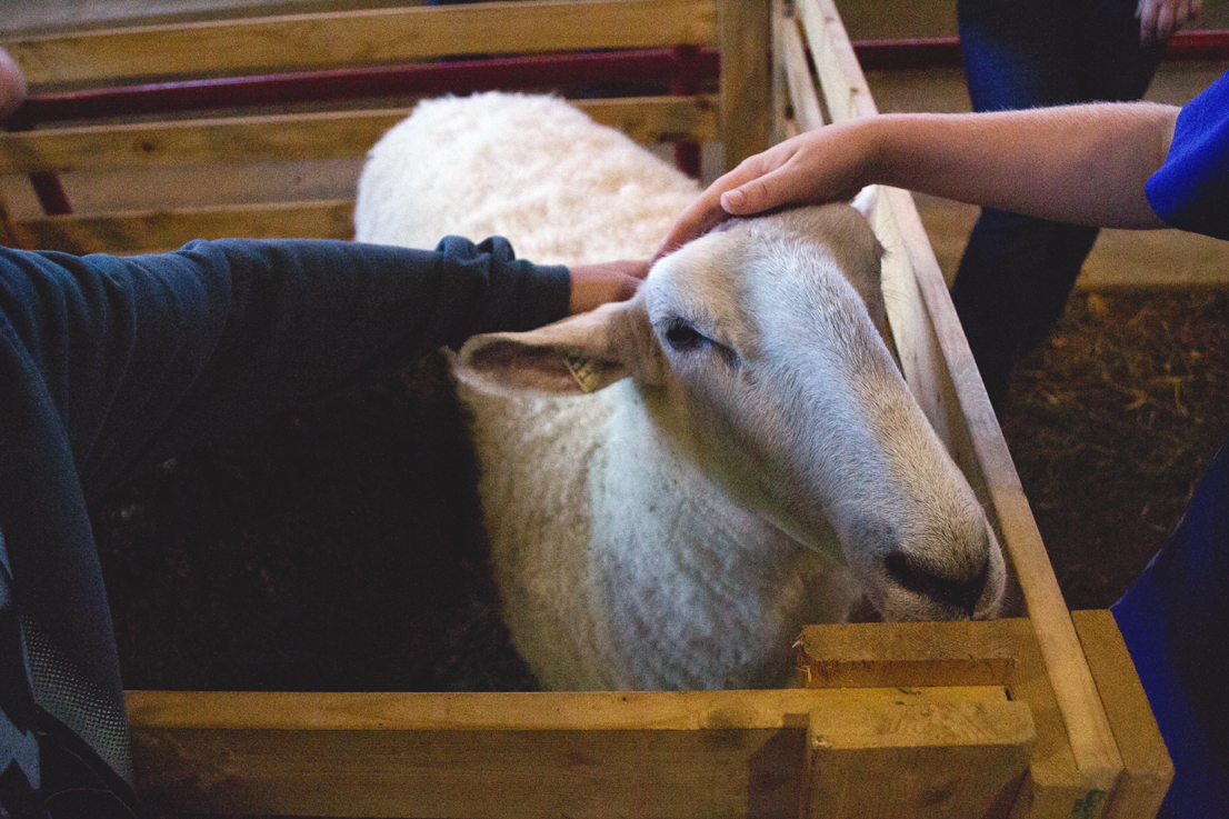 Wooly sheep