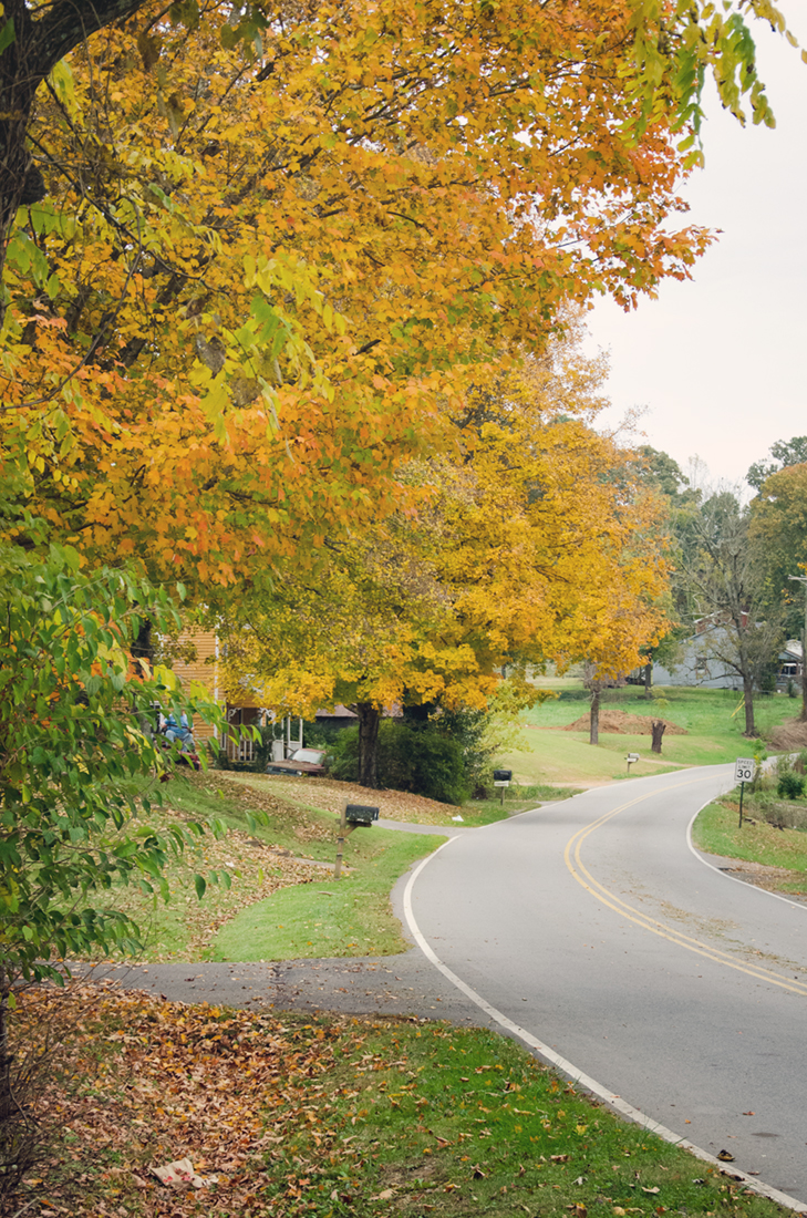 Neighborhood foliage