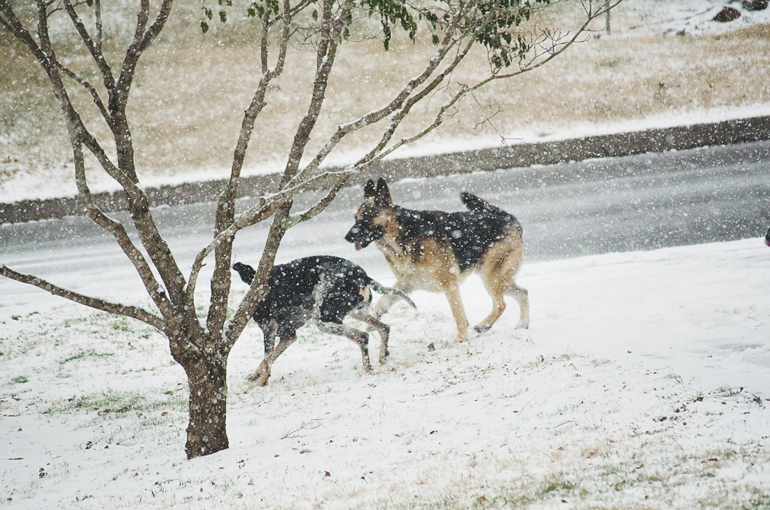 Major and Zeus in the snow