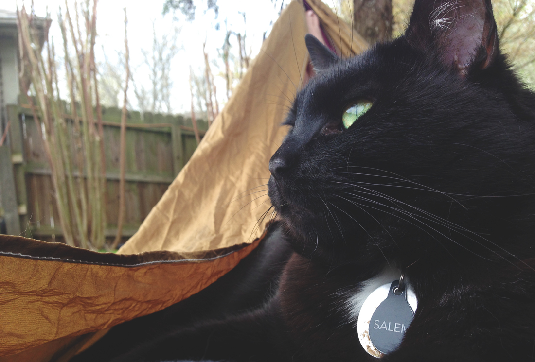 Salem in the hammock