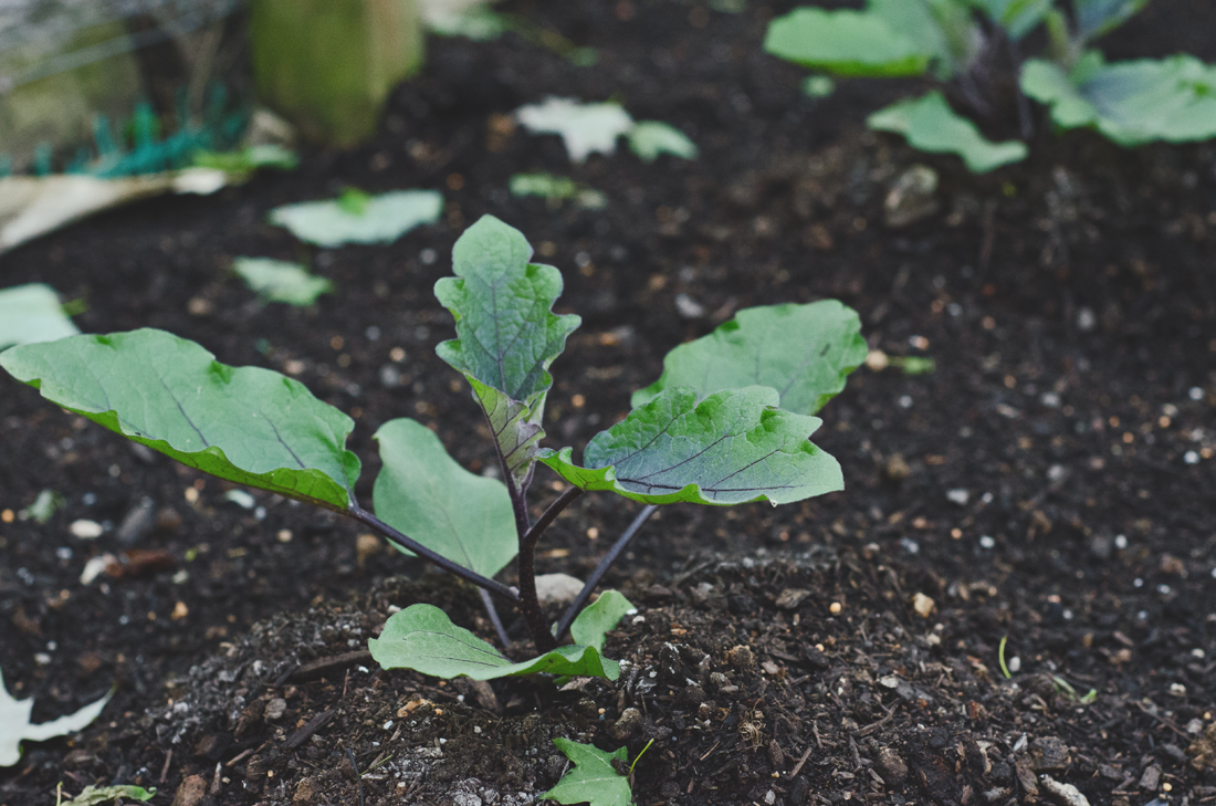 Japanese eggplant