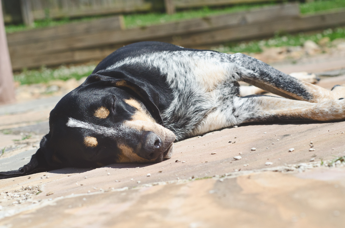 Napping in the sun