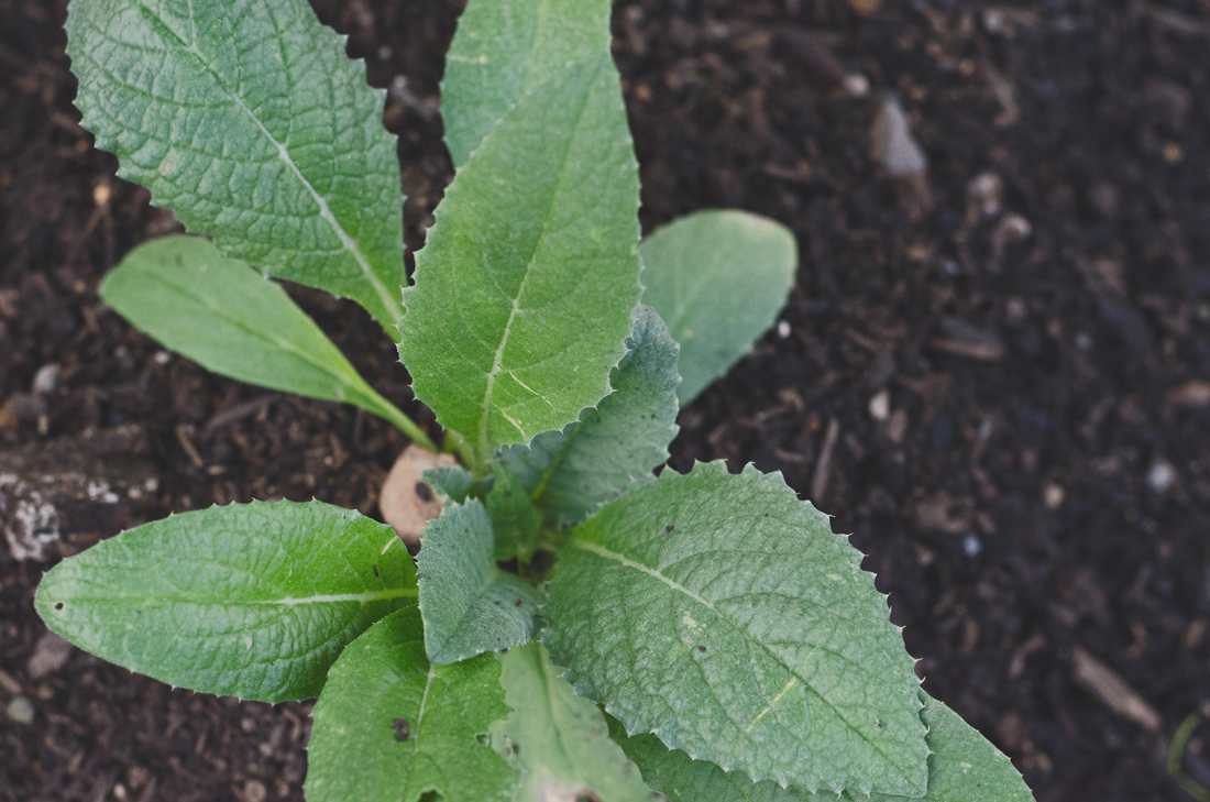 artichoke