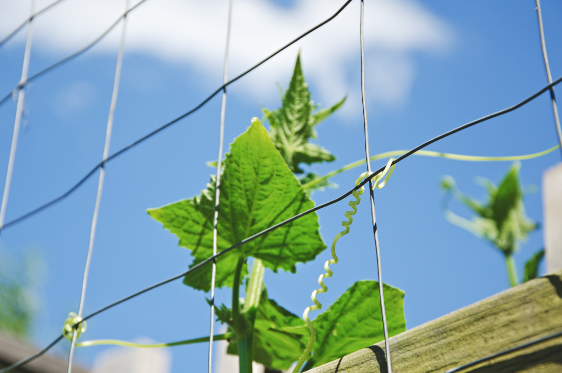 Grow strong little cucumber