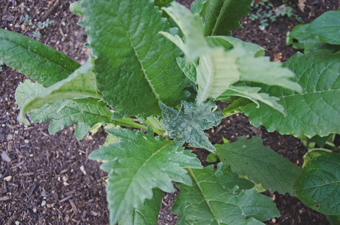 artichoke