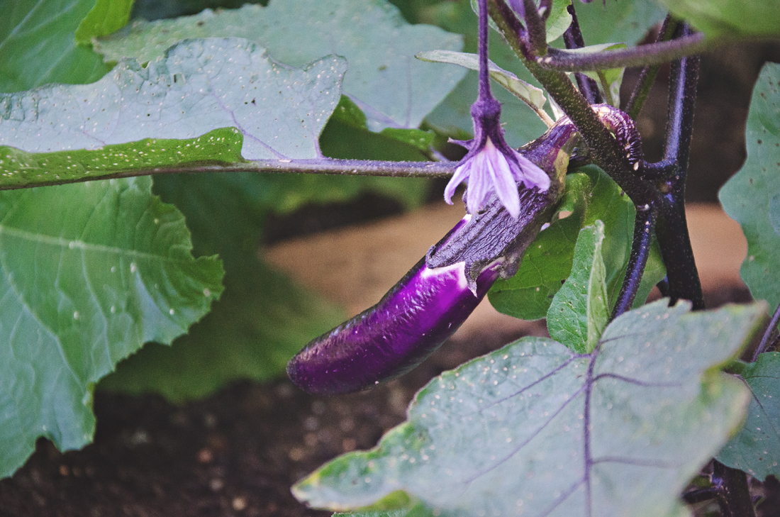 first japanese eggplant