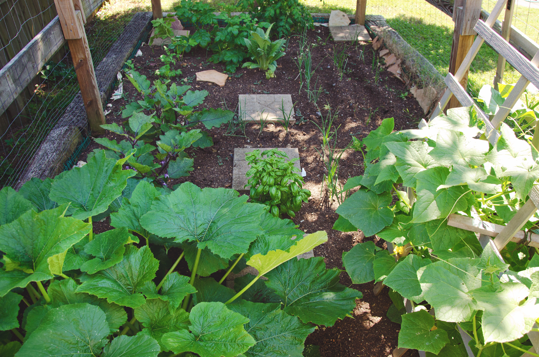 garden in early June 2016