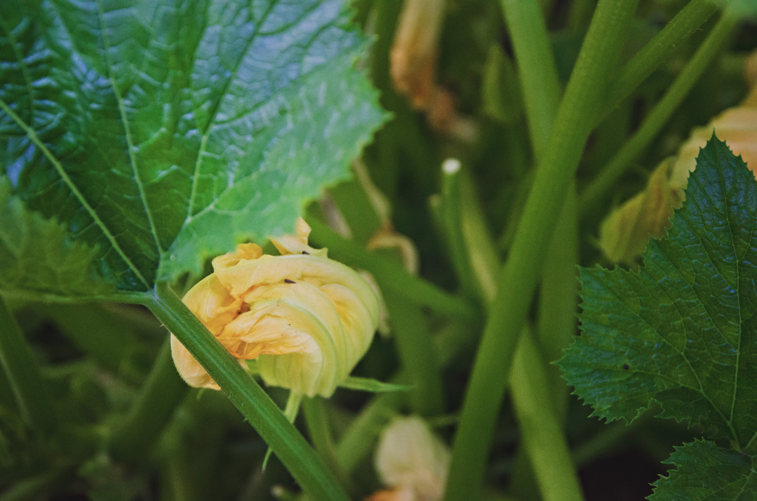 zucchini bloom