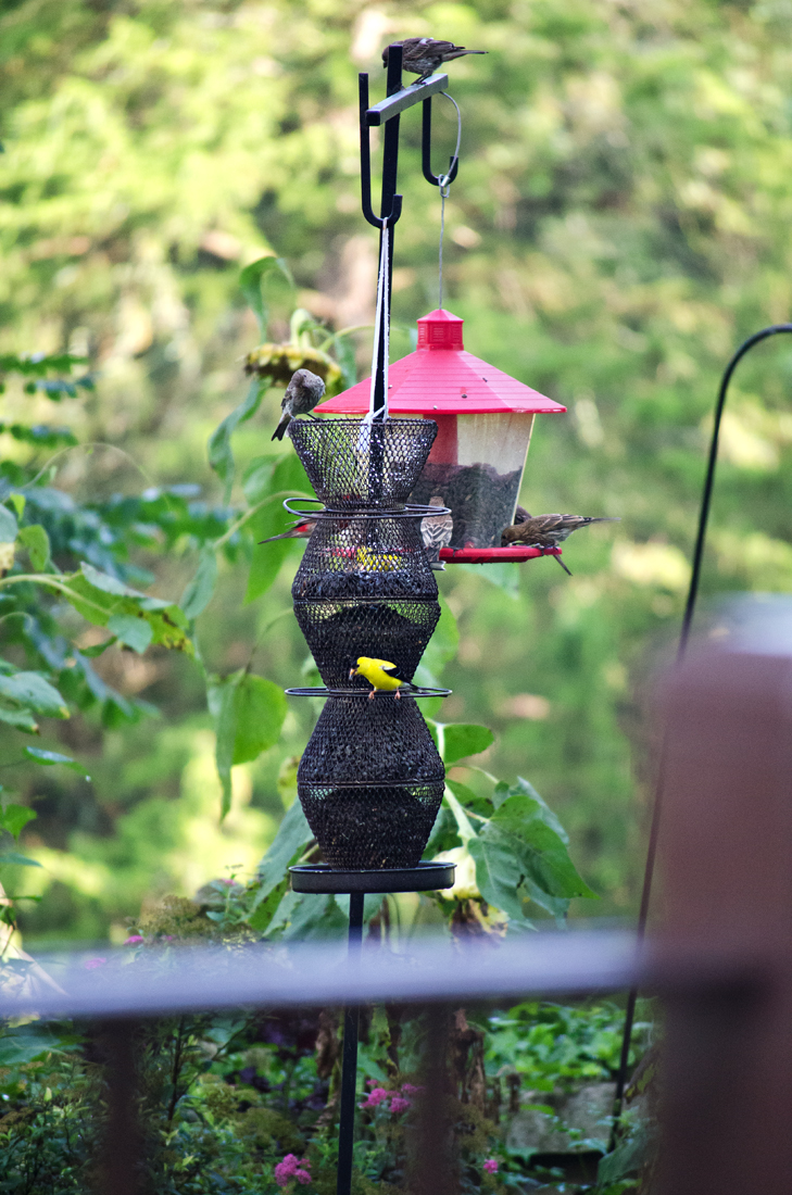 Bird feeders in the silent garden