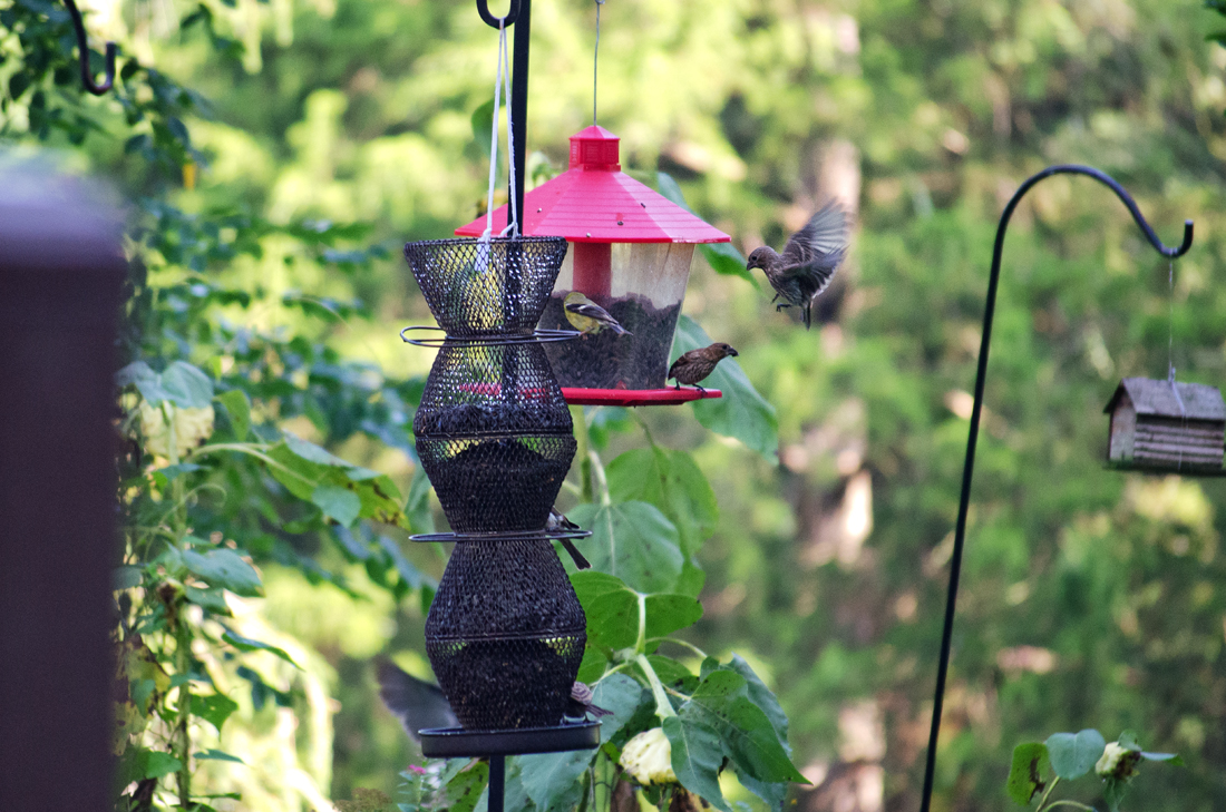 Bird in flight