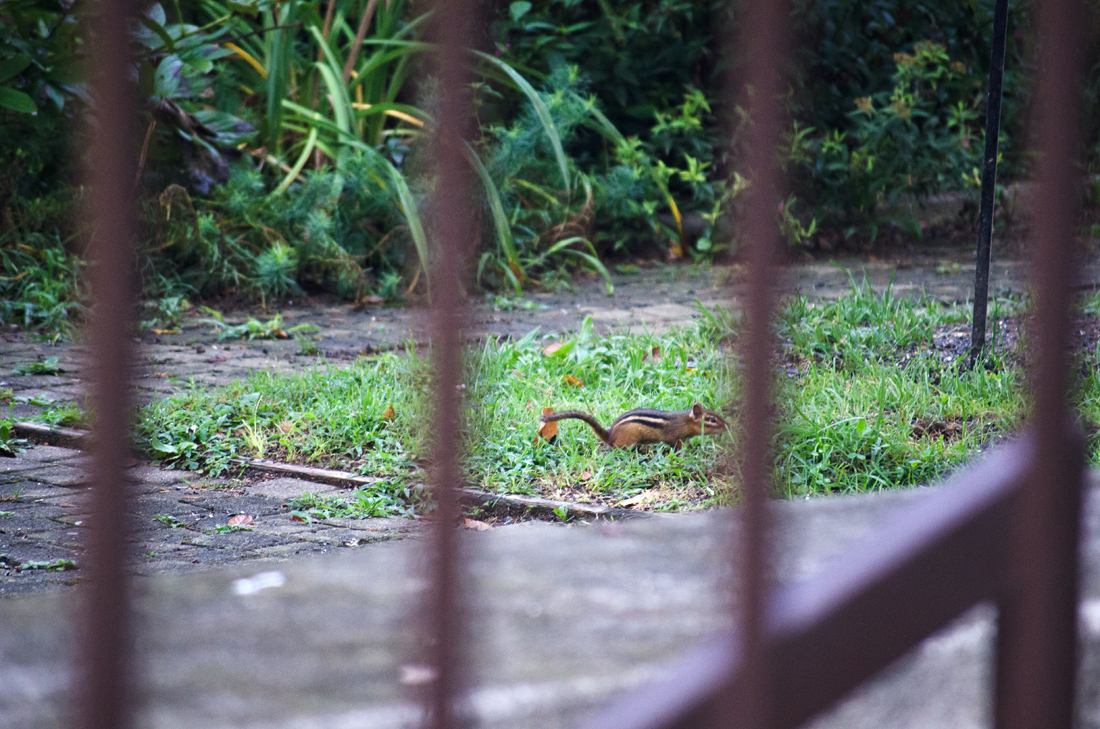 Chipmunk in the garden