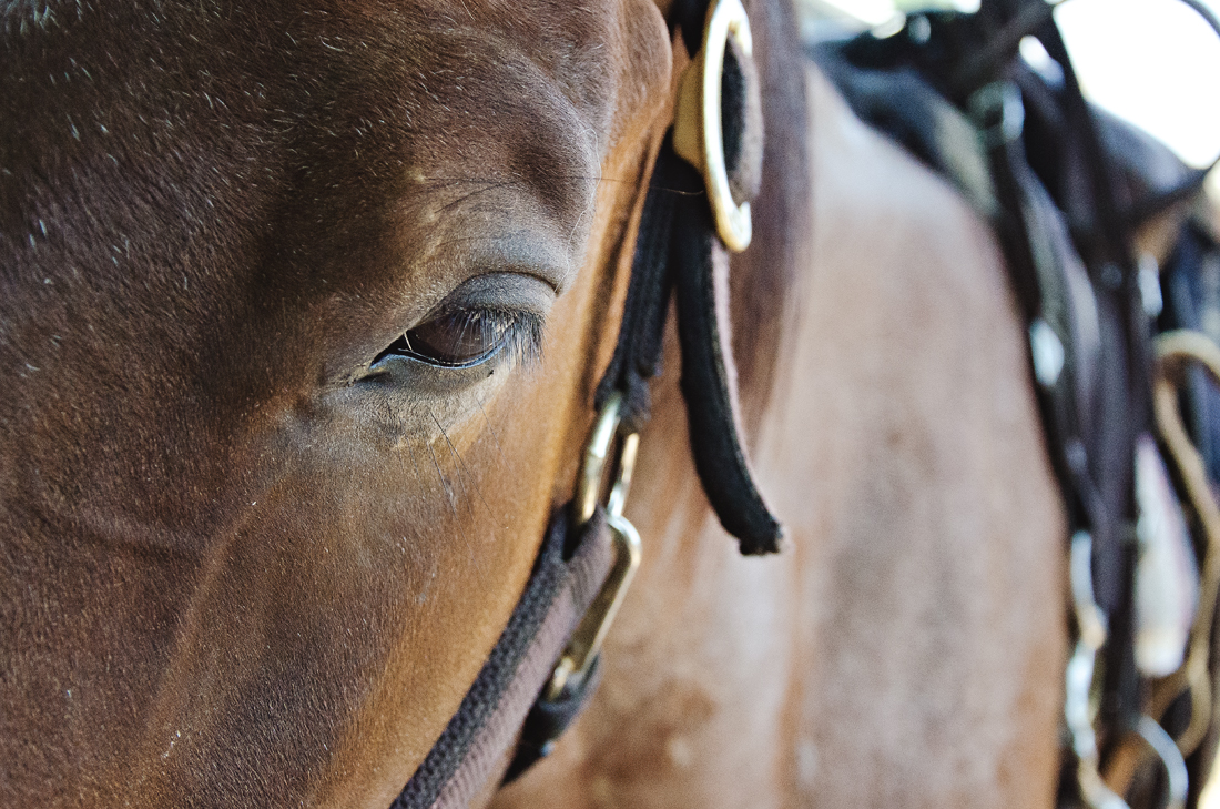 Equine eyelashes