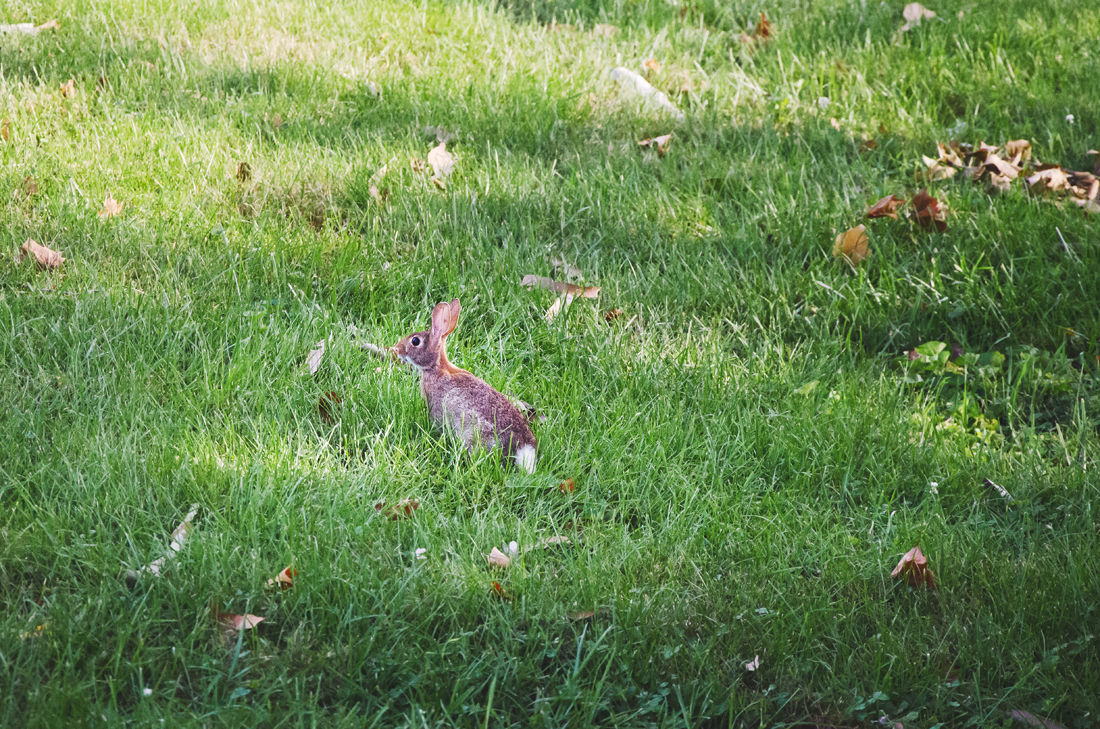 Rabbit in the garden