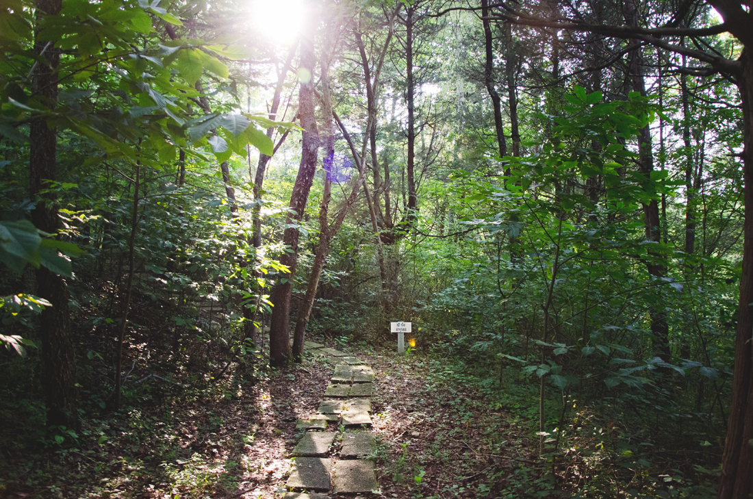 Sunlight on the path