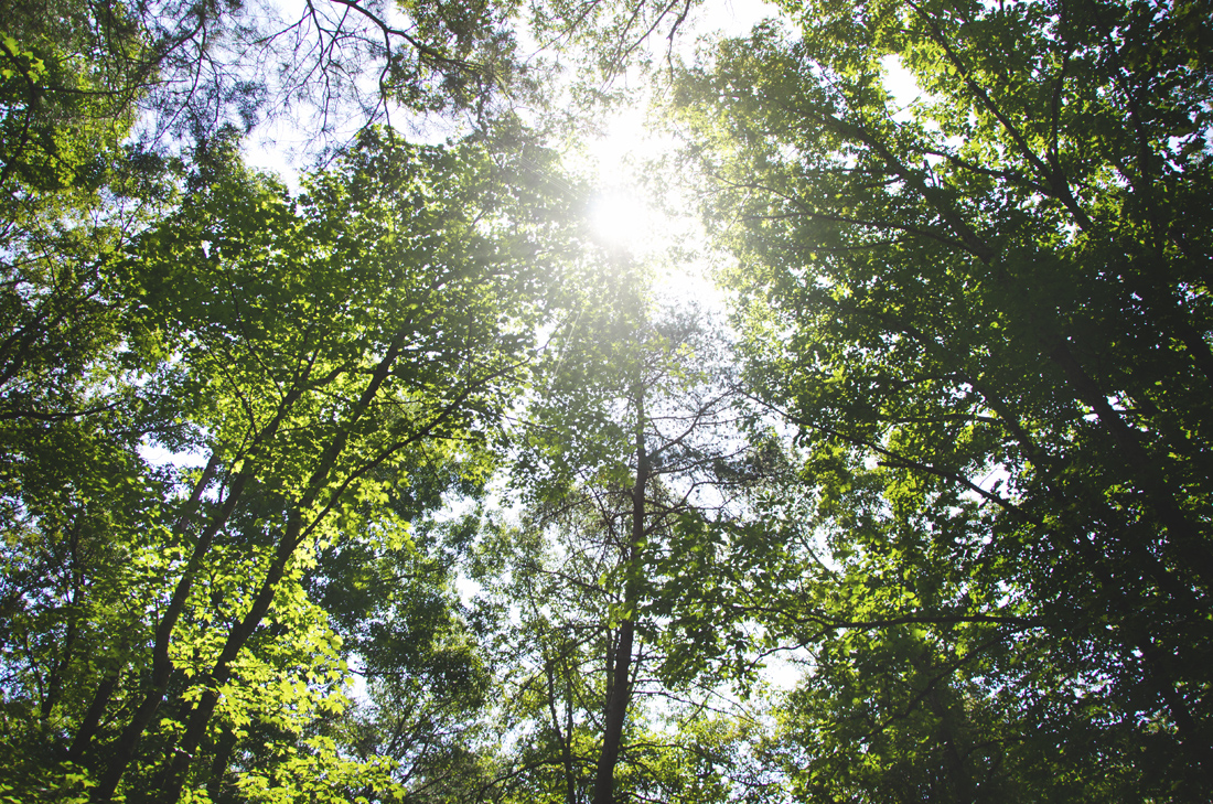 Sunshine through the trees