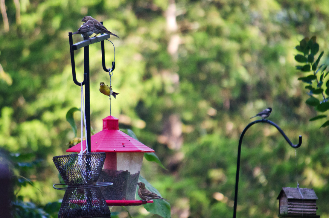 Yellow Finch