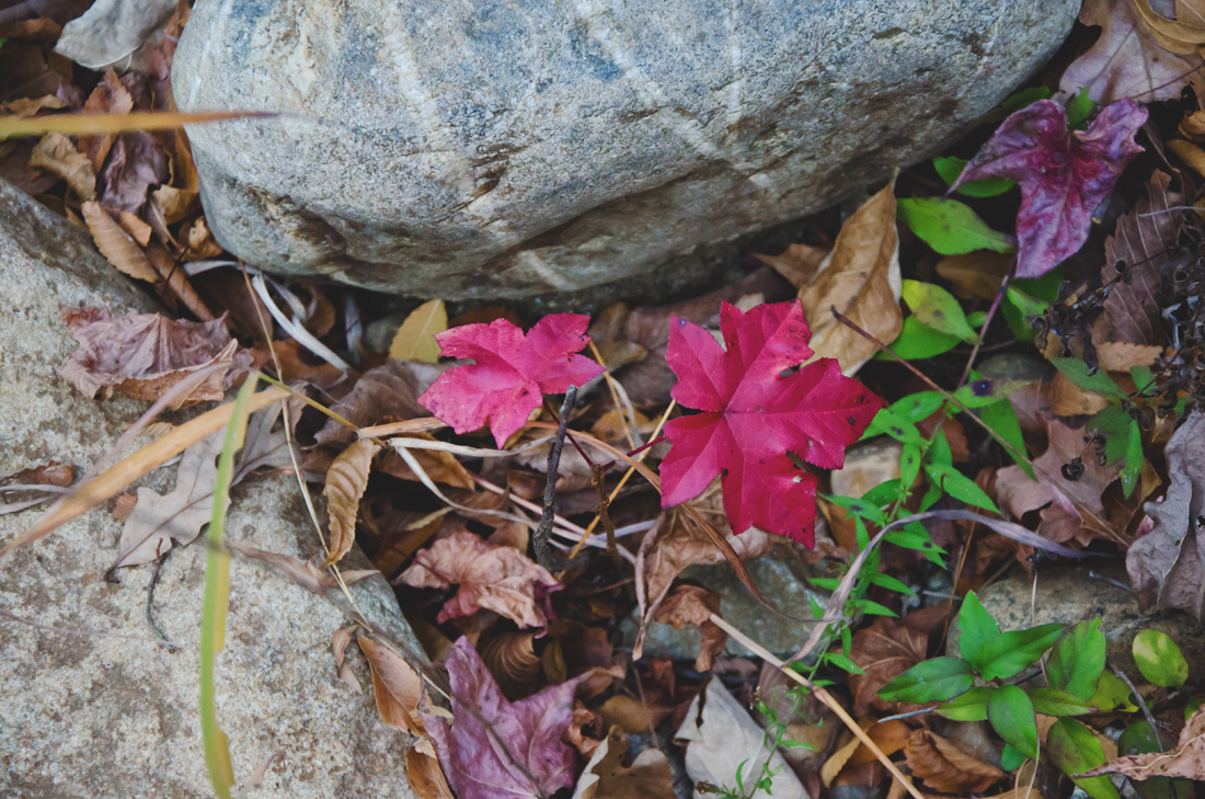 autumn-burst