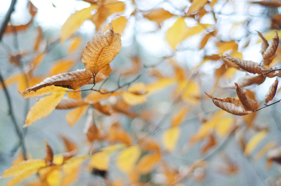 autumn-yellow