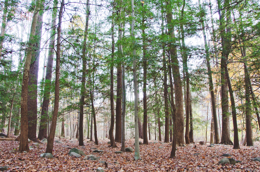 collection-of-trees