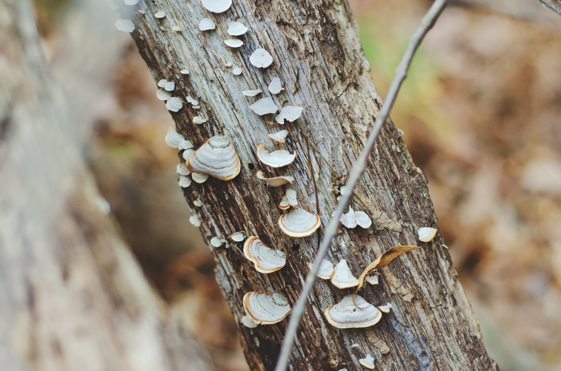 fungi